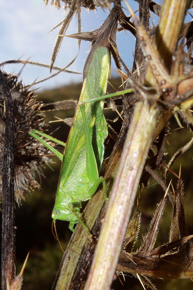 Orthoptera da determinare-2 ??